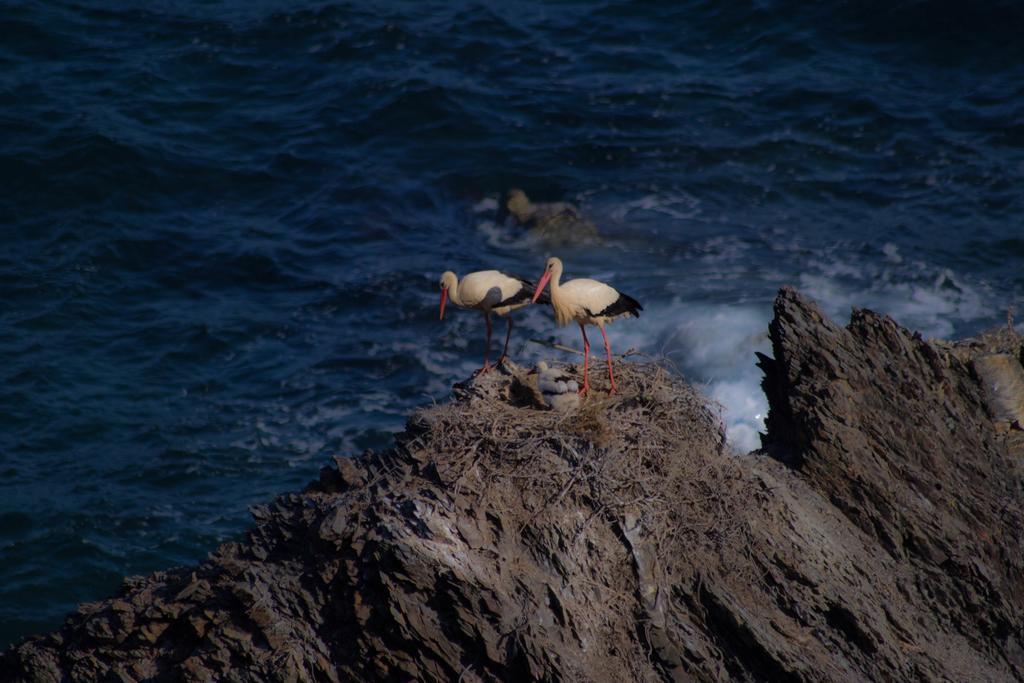 Monte da Xica - Somente Adultos Zambujeira do Mar Exterior foto